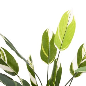 71289 ΔΙΑΚΟΣΜΗΤΙΚΟ ΣΥΝΘΕΤΙΚΟ ΦΥΤΟ HM7997 CALATHEA ΣΕ ΓΛΑΣΤΡΑ 140Υεκ.