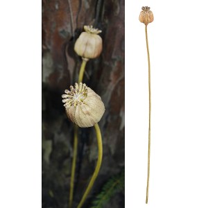 Artelibre - 05161216 ΚΛΑΔΙ ΣΕΝΕΚΙΟ ARTELIBRE ΤΕΧΝΗΤΟ ΚΑΦΕ 55CM