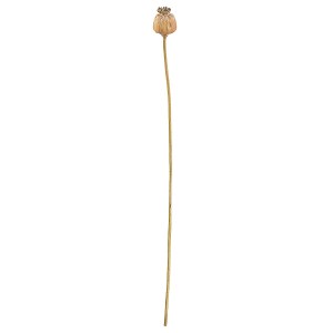 Artelibre - 05161216 ΚΛΑΔΙ ΣΕΝΕΚΙΟ ARTELIBRE ΤΕΧΝΗΤΟ ΚΑΦΕ 55CM