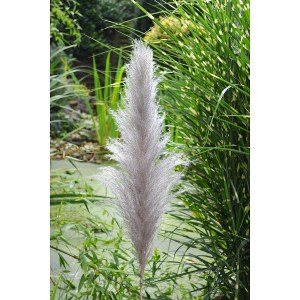 Artelibre - 05161242 ΚΛΑΔΙ ΓΡΑΣΙΔΙ ARTELIBRE ΤΕΧΝΗΤΟ ΕΚΡΟΥ 150CM