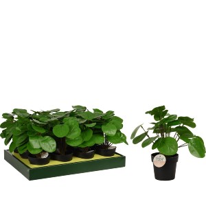 Artelibre - 06350642 ΦΥΤΟ ΤΕΧΝΗΤΟ PILEA 25CM ΜΑΥΡΟ ΣΕ ΜΑΥΡΟ ΓΛΑΣΤΡΑΚΙ 98X85MM