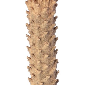 glo-20023-20023_4 GLOBOSTAR® ARTIFICIAL GARDEN CYCADS 20023 ΤΕΧΝΗΤΟ ΔΙΑΚΟΣΜΗΤΙΚΟ ΦΥΤΟ ΑΡΩΜΑΤΙΚΗ ΚΥΚΑΣ Υ140CM