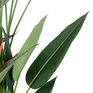glo-20033-20033_3 GLOBOSTAR® ARTIFICIAL GARDEN STRELITZIA REGINAE 20033 ΤΕΧΝΗΤΟ ΔΙΑΚΟΣΜΗΤΙΚΟ ΦΥΤΟ ΣΤΡΕΛΙΤΣΙΑ
