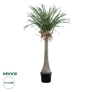 glo-20046-20046_0 GLOBOSTAR® ARTIFICIAL GARDEN BEAUCARNEA PALM TREE 20046 ΤΕΧΝΗΤΟ ΔΙΑΚΟΣΜΗΤΙΚΟ ΦΥΤΟ ΚΥΡΤΟΦΥΛ