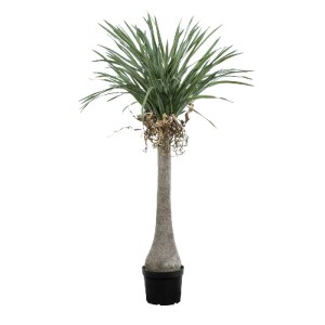 glo-20046-20046_2 GLOBOSTAR® ARTIFICIAL GARDEN BEAUCARNEA PALM TREE 20046 ΤΕΧΝΗΤΟ ΔΙΑΚΟΣΜΗΤΙΚΟ ΦΥΤΟ ΚΥΡΤΟΦΥΛ