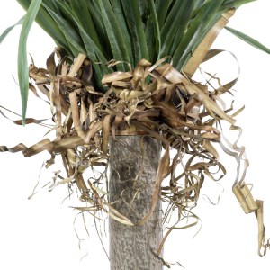 glo-20046-20046_4 GLOBOSTAR® ARTIFICIAL GARDEN BEAUCARNEA PALM TREE 20046 ΤΕΧΝΗΤΟ ΔΙΑΚΟΣΜΗΤΙΚΟ ΦΥΤΟ ΚΥΡΤΟΦΥΛ