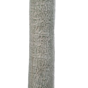 glo-20047-20047_5 GLOBOSTAR® ARTIFICIAL GARDEN BEAUCARNEA PALM TREE 20047 ΤΕΧΝΗΤΟ ΔΙΑΚΟΣΜΗΤΙΚΟ ΦΥΤΟ ΚΥΡΤΟΦΥΛ