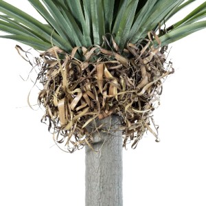 glo-20048-20048_4 GLOBOSTAR® ARTIFICIAL GARDEN BEAUCARNEA PALM TREE 20048 ΤΕΧΝΗΤΟ ΔΙΑΚΟΣΜΗΤΙΚΟ ΦΥΤΟ ΚΥΡΤΟΦΥΛ