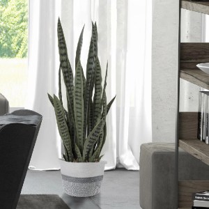 glo-20063-20063_20319 GLOBOSTAR® ARTIFICIAL GARDEN DRACAENA TRIFASCIATA 20063 ΤΕΧΝΗΤΟ ΔΙΑΚΟΣΜΗΤΙΚΟ ΦΥΤΟ ΣΑΝΣΕΒΙΕ