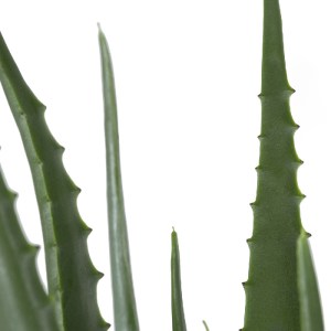 glo-20066-20066_3 GLOBOSTAR® ARTIFICIAL GARDEN ALOE 20066 ΤΕΧΝΗΤΟ ΔΙΑΚΟΣΜΗΤΙΚΟ ΦΥΤΟ ΑΛΟΗ Υ65CM