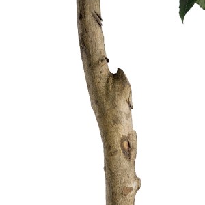 glo-20085-20085_4 GLOBOSTAR® ARTIFICIAL GARDEN LAUREL 20085 ΤΕΧΝΗΤΟ ΔΙΑΚΟΣΜΗΤΙΚΟ ΦΥΤΟ ΔΑΦΝΗ Υ150CM