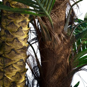 glo-20087-20087_3 GLOBOSTAR® ARTIFICIAL GARDEN COCONUT PALM TREE 20087 ΤΕΧΝΗΤΟ ΔΙΑΚΟΣΜΗΤΙΚΟ ΦΥΤΟ ΦΟΙΝΙΚΟΔΕΝΤ