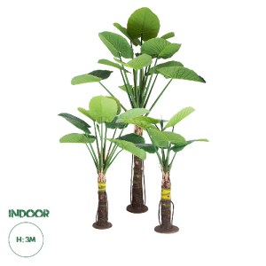 glo-20089-20089_0 GLOBOSTAR® ARTIFICIAL GARDEN TARO SET 20089 ΤΕΧΝΗΤΟ ΔΙΑΚΟΣΜΗΤΙΚΟ ΣΕΤ ΦΥΤΩΝ ΚΟΛΟΚΑΣΙΑ A:Υ30