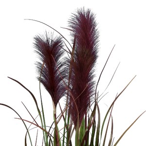 glo-20109-20109_3 GLOBOSTAR® ARTIFICIAL GARDEN BLOODY PAMPAS GRASS 20109 ΤΕΧΝΗΤΟ ΔΙΑΚΟΣΜΗΤΙΚΟ ΦΥΤΟ ΑΙΜΑΤΟΦΥΛ