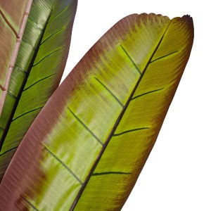 glo-20117-20117_3 GLOBOSTAR® ARTIFICIAL GARDEN BLOODY BANANA TREE 20117 - ΤΕΧΝΗΤΟ ΔΙΑΚΟΣΜΗΤΙΚΟ ΦΥΤΟ ΑΙΜΑΤΟΦΥ