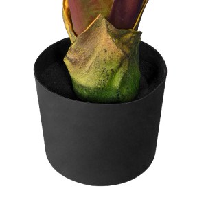 glo-20117-20117_4 GLOBOSTAR® ARTIFICIAL GARDEN BLOODY BANANA TREE 20117 - ΤΕΧΝΗΤΟ ΔΙΑΚΟΣΜΗΤΙΚΟ ΦΥΤΟ ΑΙΜΑΤΟΦΥ