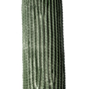 glo-20126-20126_3 GLOBOSTAR® ARTIFICIAL GARDEN CARNEGIEA CACTUS 20126 ΤΕΧΝΗΤΟ ΔΙΑΚΟΣΜΗΤΙΚΟ ΦΥΤΟ ΚΑΚΤΟΣ ΣΑΓΚΟ