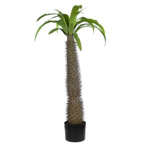 glo-20129-20129_2 GLOBOSTAR® ARTIFICIAL GARDEN PACHYPODIUM LAMEREI PALM TREE 20129 ΤΕΧΝΗΤΟ ΔΙΑΚΟΣΜΗΤΙΚΟ ΦΥΤΟ