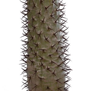 glo-20129-20129_4 GLOBOSTAR® ARTIFICIAL GARDEN PACHYPODIUM LAMEREI PALM TREE 20129 ΤΕΧΝΗΤΟ ΔΙΑΚΟΣΜΗΤΙΚΟ ΦΥΤΟ