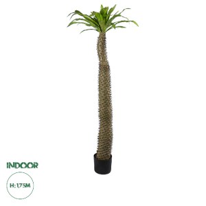 glo-20130-20130_0 GLOBOSTAR® ARTIFICIAL GARDEN PACHYPODIUM LAMEREI PALM TREE 20130 ΤΕΧΝΗΤΟ ΔΙΑΚΟΣΜΗΤΙΚΟ ΦΥΤΟ