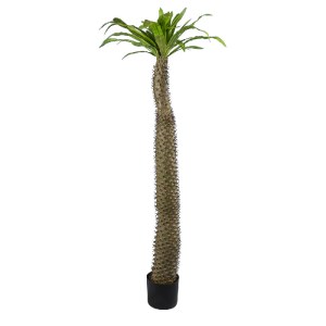glo-20130-20130_2 GLOBOSTAR® ARTIFICIAL GARDEN PACHYPODIUM LAMEREI PALM TREE 20130 ΤΕΧΝΗΤΟ ΔΙΑΚΟΣΜΗΤΙΚΟ ΦΥΤΟ