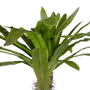 glo-20130-20130_3 GLOBOSTAR® ARTIFICIAL GARDEN PACHYPODIUM LAMEREI PALM TREE 20130 ΤΕΧΝΗΤΟ ΔΙΑΚΟΣΜΗΤΙΚΟ ΦΥΤΟ