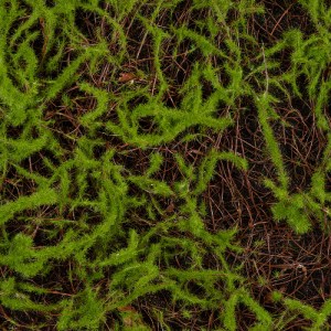 glo-20143-20143_5 GLOBOSTAR® ARTIFICIAL GARDEN BRYOPHYTA 20143 ΤΕΧΝΗΤΟ ΔΙΑΚΟΣΜΗΤΙΚΟ ΠΑΝΕΛ ΦΥΛΛΩΣΙΑΣ - ΚΑΘΕΤΟ