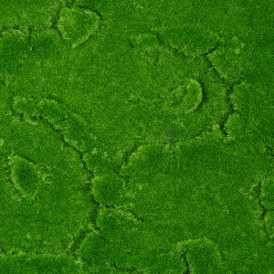 glo-20145-20145_5 GLOBOSTAR® ARTIFICIAL GARDEN BRYOPHYTA 20145 ΤΕΧΝΗΤΟ ΔΙΑΚΟΣΜΗΤΙΚΟ ΠΑΝΕΛ ΦΥΛΛΩΣΙΑΣ - ΚΑΘΕΤΟ