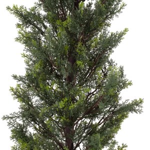 glo-20151-20151_4 GLOBOSTAR® ARTIFICIAL GARDEN LEMON CYPRESS 20151 ΤΕΧΝΗΤΟ ΔΙΑΚΟΣΜΗΤΙΚΟ ΦΥΤΟ ΛΕΜΟΝΟΚΥΠΑΡΙΣΣΟ