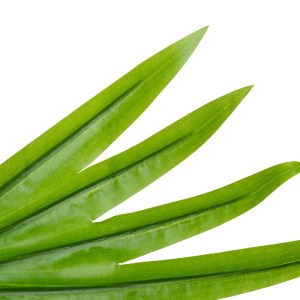 glo-20172-20172_3 GLOBOSTAR® ARTIFICIAL GARDEN SERENOA PALM LEAF 20172 ΤΕΧΝΗΤΟ ΔΙΑΚΟΣΜΗΤΙΚΟ ΦΥΛΟ ΦΟΙΝΙΚΟΔΕΝΤ
