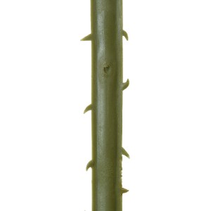 glo-20172-20172_4 GLOBOSTAR® ARTIFICIAL GARDEN SERENOA PALM LEAF 20172 ΤΕΧΝΗΤΟ ΔΙΑΚΟΣΜΗΤΙΚΟ ΦΥΛΟ ΦΟΙΝΙΚΟΔΕΝΤ