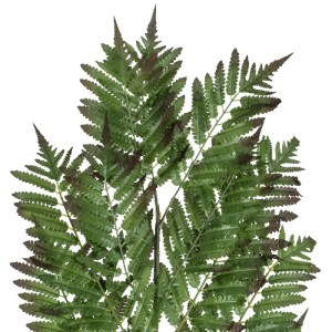 glo-20178-20178_3 GLOBOSTAR® ARTIFICIAL GARDEN ALSOPHILA FERN LEAF 20178 ΤΕΧΝΗΤΟ ΔΙΑΚΟΣΜΗΤΙΚΟ ΦΥΛΟ ΦΤΕΡΗΣ Π6
