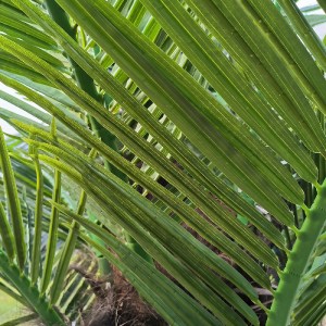 glo-20188-20188_3 GLOBOSTAR® ARTIFICIAL GARDEN PHOENIX ROEBELENII PALM TREE 20188 ΤΕΧΝΗΤΟ ΔΙΑΚΟΣΜΗΤΙΚΟ ΦΥΤΟ 