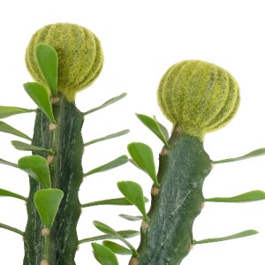 glo-20193-20193_4 GLOBOSTAR® ARTIFICIAL GARDEN CEREUS JAMACARU CACTUS 20193 ΤΕΧΝΗΤΟ ΔΙΑΚΟΣΜΗΤΙΚΟ ΦΥΤΟ ΚΑΚΤΟΣ