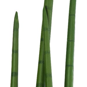 glo-20210-20210_3 GLOBOSTAR® ARTIFICIAL GARDEN SANSEVIERIA CYLINDRICA 20210 ΤΕΧΝΗΤΟ ΔΙΑΚΟΣΜΗΤΙΚΟ ΦΥΤΟ ΣΑΝΣΕΒ
