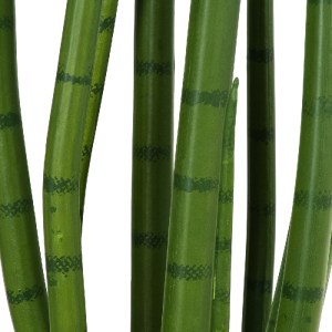 glo-20210-20210_4 GLOBOSTAR® ARTIFICIAL GARDEN SANSEVIERIA CYLINDRICA 20210 ΤΕΧΝΗΤΟ ΔΙΑΚΟΣΜΗΤΙΚΟ ΦΥΤΟ ΣΑΝΣΕΒ