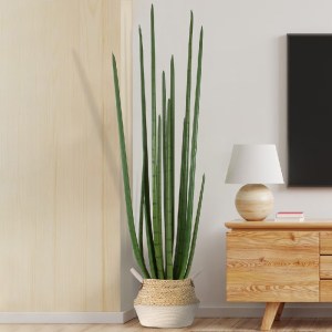 glo-20211-20211_20311 GLOBOSTAR® ARTIFICIAL GARDEN SANSEVIERIA CYLINDRICA 20211 ΤΕΧΝΗΤΟ ΔΙΑΚΟΣΜΗΤΙΚΟ ΦΥΤΟ ΣΑΝΣΕΒ