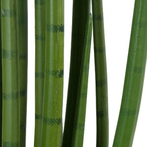glo-20211-20211_4 GLOBOSTAR® ARTIFICIAL GARDEN SANSEVIERIA CYLINDRICA 20211 ΤΕΧΝΗΤΟ ΔΙΑΚΟΣΜΗΤΙΚΟ ΦΥΤΟ ΣΑΝΣΕΒ