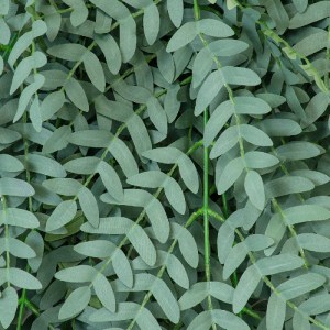 glo-20254-20254_4 GLOBOSTAR® ARTIFICIAL GARDEN ACACIA HANGING BRANCH 20254 ΤΕΧΝΗΤΟ ΔΙΑΚΟΣΜΗΤΙΚΟ ΚΡΕΜΑΣΤΟ ΦΥΤ