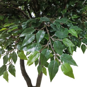 glo-20361-20361_3 GLOBOSTAR® ARTIFICIAL GARDEN BANYAN FICUS TREE 20361 ΤΕΧΝΗΤΟ ΔΙΑΚΟΣΜΗΤΙΚΟ ΔΕΝΤΡΟ ΙΝΔΙΚΗ ΣΥ