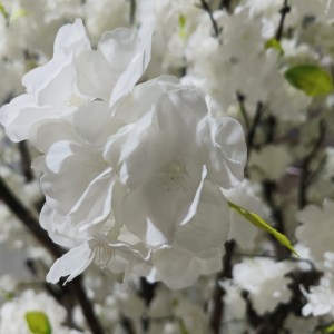 glo-20362-20362_3 GLOBOSTAR® ARTIFICIAL GARDEN BIANCA CHERRY BLOSSOM TREE 20362 ΤΕΧΝΗΤΟ ΔΙΑΚΟΣΜΗΤΙΚΟ ΔΕΝΤΡΟ 
