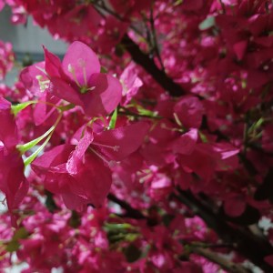glo-20363-20363_3 GLOBOSTAR® ARTIFICIAL GARDEN RHODODENDRON TREE 20363 ΤΕΧΝΗΤΟ ΔΙΑΚΟΣΜΗΤΙΚΟ ΔΕΝΤΡΟ ΡΟΔΟΔΕΝΔΡ