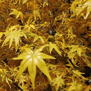 glo-20364-20364_3 GLOBOSTAR® ARTIFICIAL GARDEN WINTER MAPLE TREE 20364 ΤΕΧΝΗΤΟ ΔΙΑΚΟΣΜΗΤΙΚΟ ΔΕΝΤΡΟ ΧΕΙΜΩΝΙΑΤ