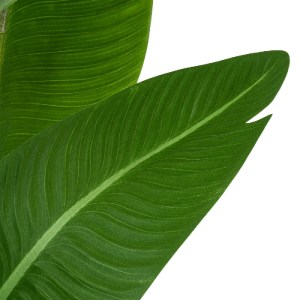 glo-20369-20369_3 GLOBOSTAR® ARTIFICIAL GARDEN GREEN STRELITZIA 20369 ΤΕΧΝΗΤΟ ΔΙΑΚΟΣΜΗΤΙΚΟ ΦΥΤΟ ΠΡΑΣΙΝΗ ΣΤΕΡ