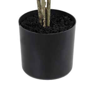 glo-20374-20374_5 GLOBOSTAR® ARTIFICIAL GARDEN POLYSCIAS BALFOURIANA TREE 20374 ΤΕΧΝΗΤΟ ΔΙΑΚΟΣΜΗΤΙΚΟ ΦΥΤΟ ΠΟ