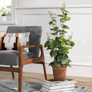 glo-20379-20379_20345 GLOBOSTAR® ARTIFICIAL GARDEN VITIS GRAPE TREE 20379 ΤΕΧΝΗΤΟ ΔΙΑΚΟΣΜΗΤΙΚΟ ΦΥΤΟ ΑΜΠΕΛΟΣ Υ90C