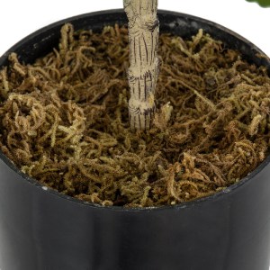 glo-20380-20380_5 GLOBOSTAR® ARTIFICIAL GARDEN FIG TREE 20380 ΤΕΧΝΗΤΟ ΔΙΑΚΟΣΜΗΤΙΚΟ ΦΥΤΟ ΣΥΚΙΑ Υ50CM