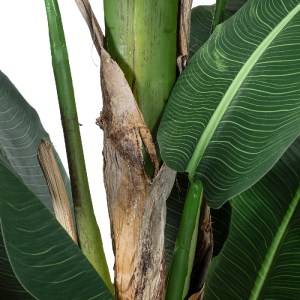 glo-20382-20382_4 GLOBOSTAR® ARTIFICIAL GARDEN BANANA TREE 20382 - ΤΕΧΝΗΤΟ ΔΙΑΚΟΣΜΗΤΙΚΟ ΦΥΤΟ  ΜΠΑΝΑΝΙΑ Υ300C
