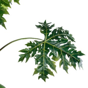 glo-20383-20383_5 GLOBOSTAR® ARTIFICIAL GARDEN PAPAYA TREE 20383 ΤΕΧΝΗΤΟ ΔΙΑΚΟΣΜΗΤΙΚΟ ΦΥΤΟ  ΠΑΠΑΓΙΑ Υ270CM