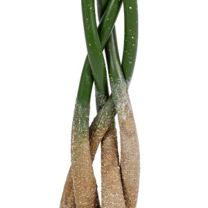 glo-20426-20426_4 GLOBOSTAR® ARTIFICIAL GARDEN PACHIRA GLABRA 20426 ΤΕΧΝΗΤΟ ΔΙΑΚΟΣΜΗΤΙΚΟ ΦΥΤΟ ΠΑΧΙΡΑ ΤΗΣ ΤΥΧ